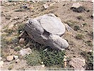 Aslanl� s�tun kaidesi - T. Bilgin, 2019